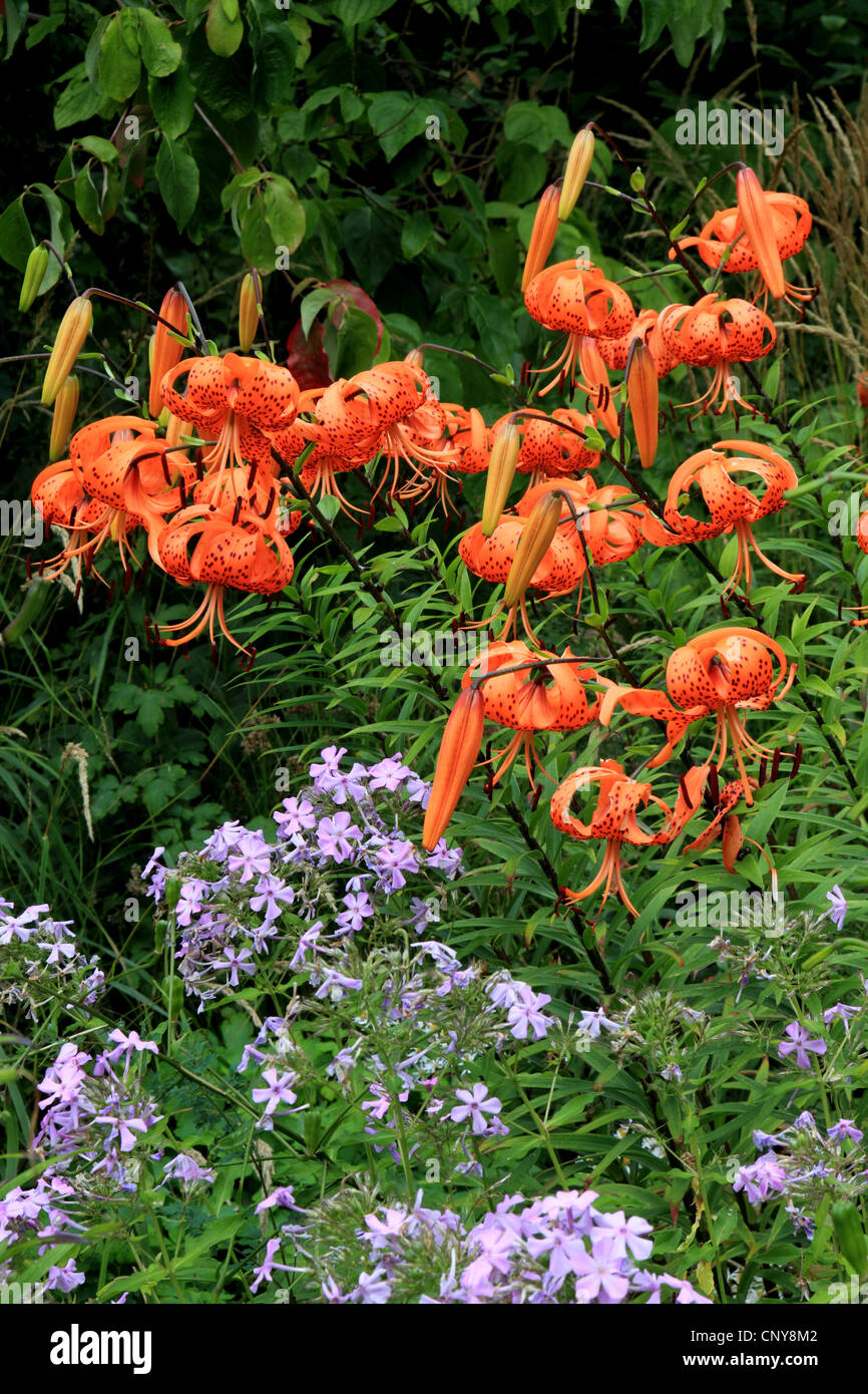Lance-Blatt Tiger Lily, Tiger-Lilie (Lilium Lancifolium, Lilium Tigridum), blüht mit Phlox Stockfoto