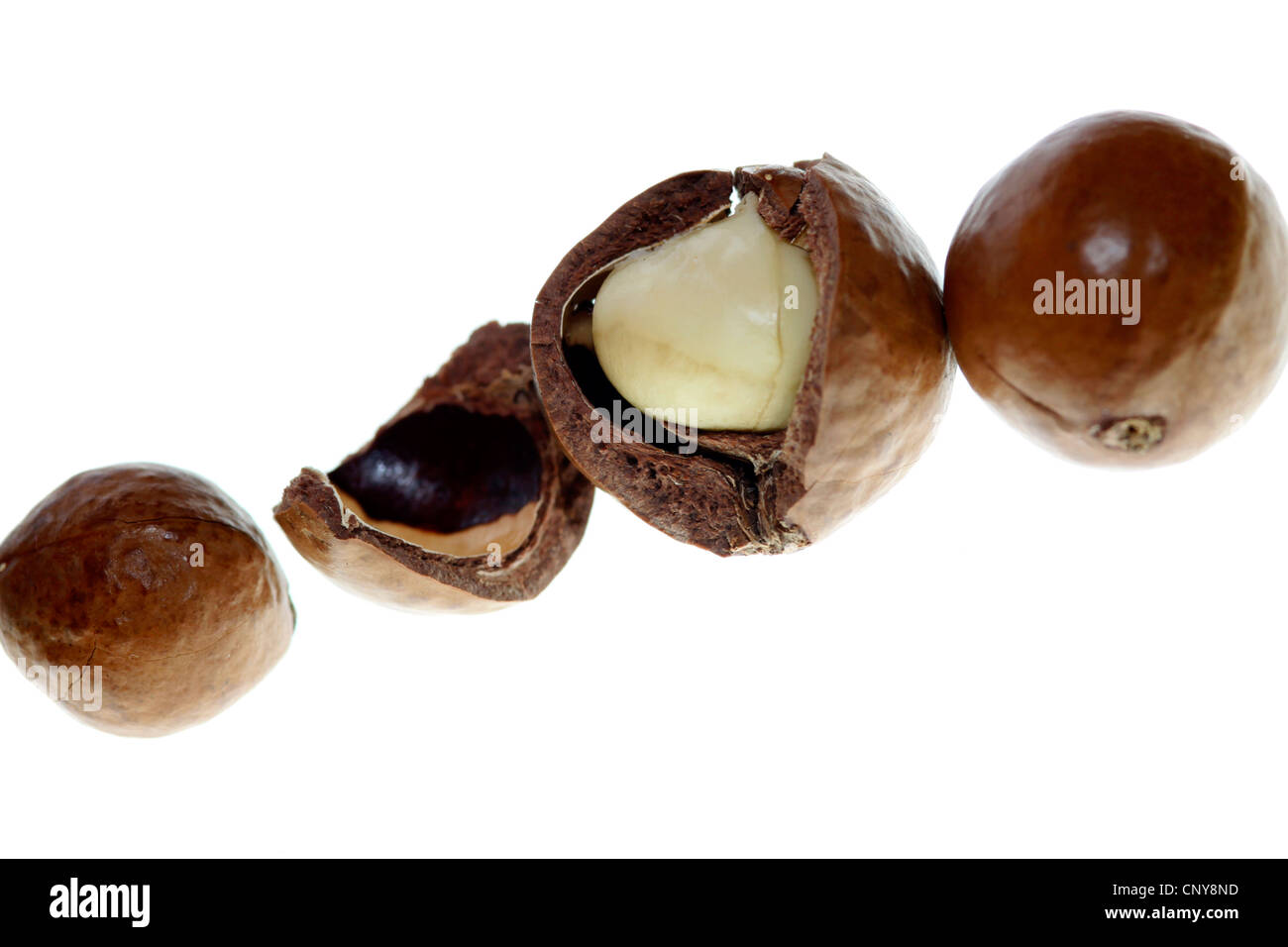Macadamia (Macadamia Integrifolia), frischen Macadamia, eins geöffnet, Kanarische Inseln, botanischen Garten Stockfoto