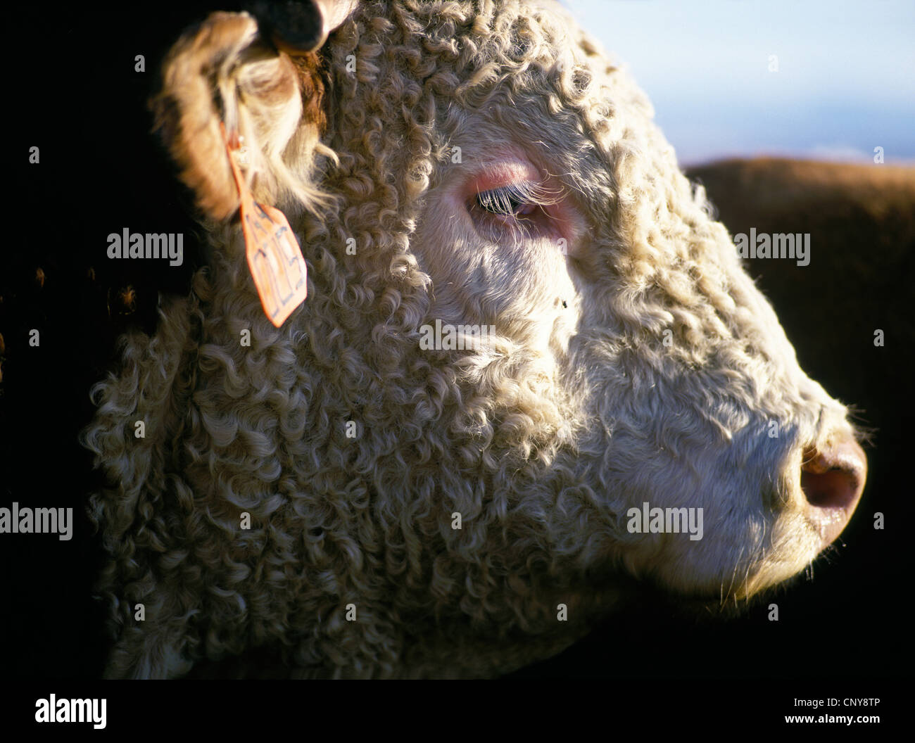 Detailliertes Portrait des Profils eines einzigen Hereford Rinder Bullen auf einer Gallatin Valley Ranch, Sommer, Montana, USA Stockfoto