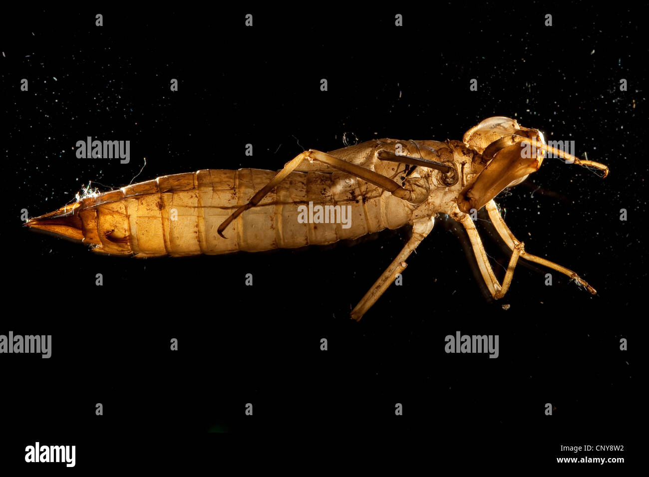 Kaiser-Libelle (Anax Imperator), Unterseite eine Exuvia, Deutschland Stockfoto
