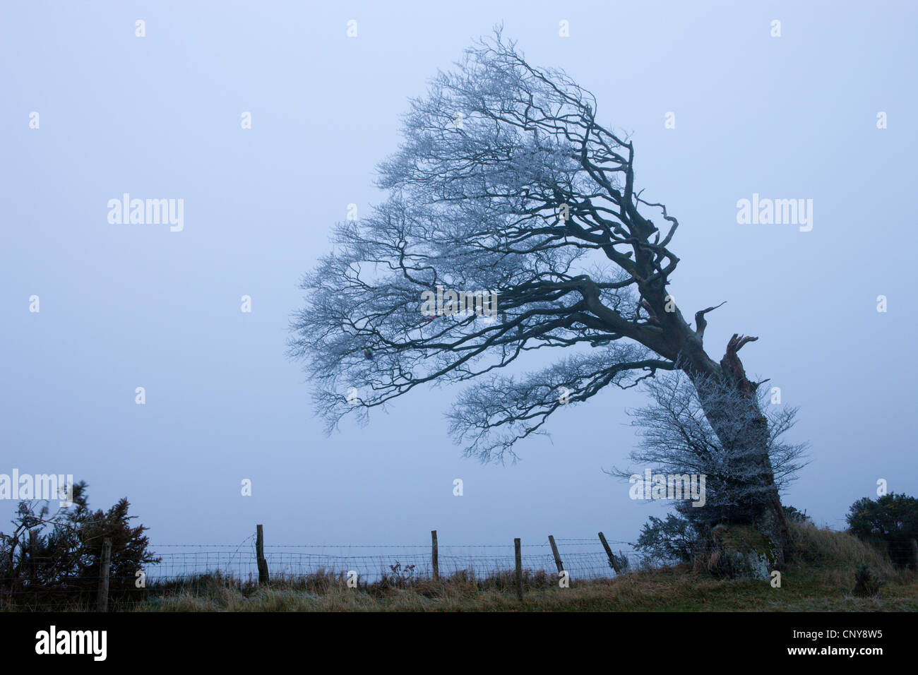 Windgepeitschten Baum beschichtet in Raureif an nebligen Abend Raddon Hill, Devon, England. Januar 2009 Stockfoto