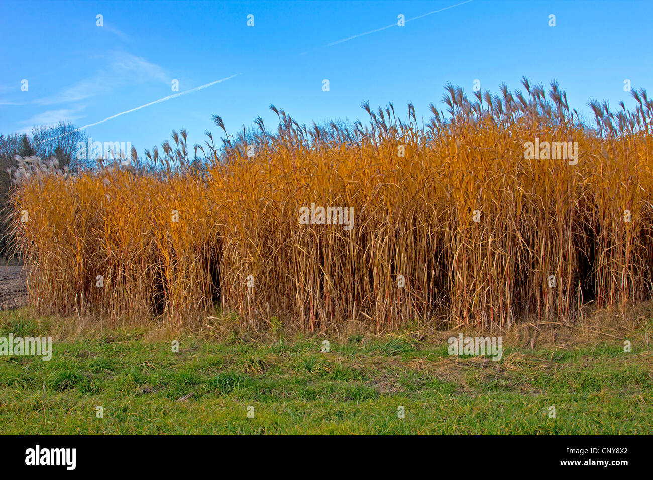 Giant Miscanthus Miscanthus Giganteus Stockfotos Und Bilder Kaufen Alamy