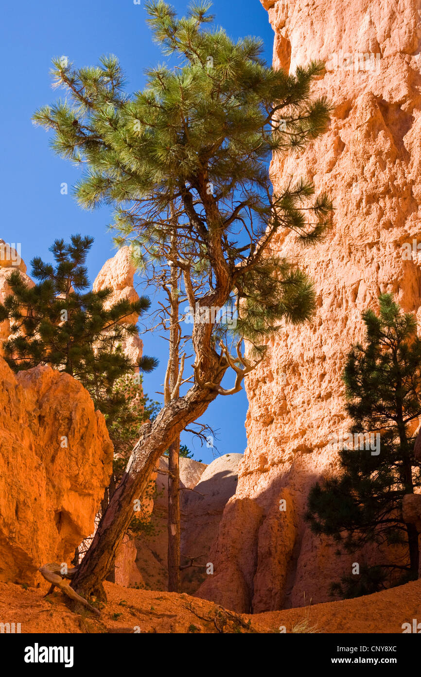 Ponderosa Pine, westliche gelbe Kiefer, Black Jack Kiefer, Kiefer (Pinus Ponderosa), wachsen neben erodierten Felsformation im Bryce Canyon, USA, Utah, Bryce-Canyon-Nationalpark, Colorado-Plateau Stier Stockfoto