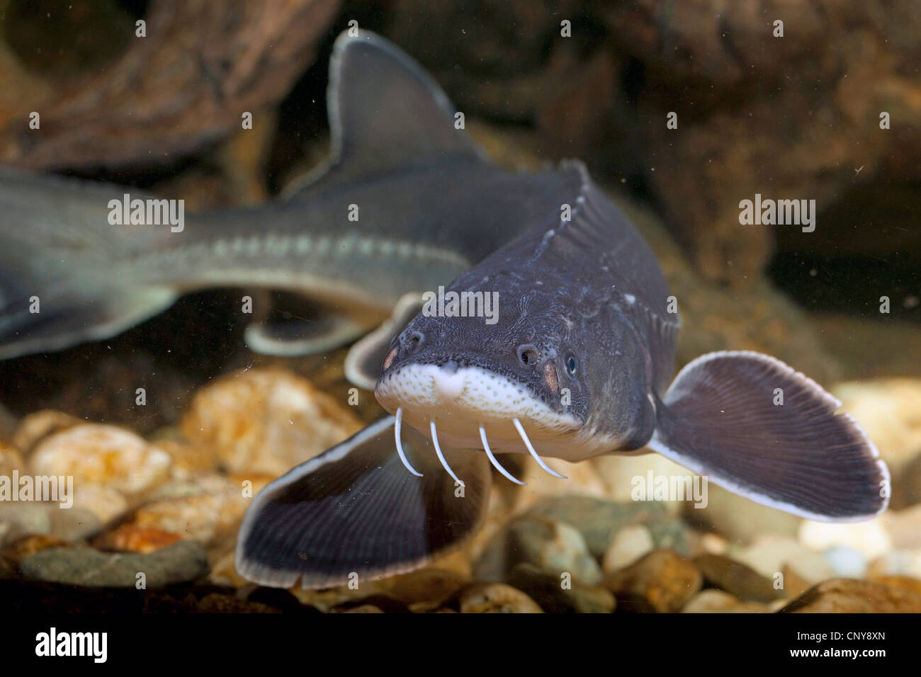Acipenser naccarii Fotos und Bildmaterial in hoher Auflösung Alamy