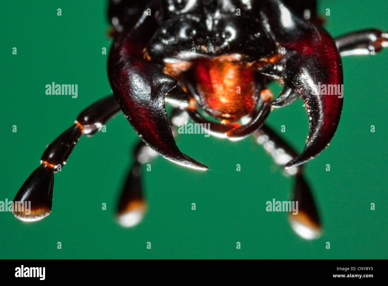 Lederschildkröten Boden Käfer (Carabus Coriaceus), Portrait mit Mundwerkzeuge beißen und kauen mit mächtigen Mandibeln Stockfoto