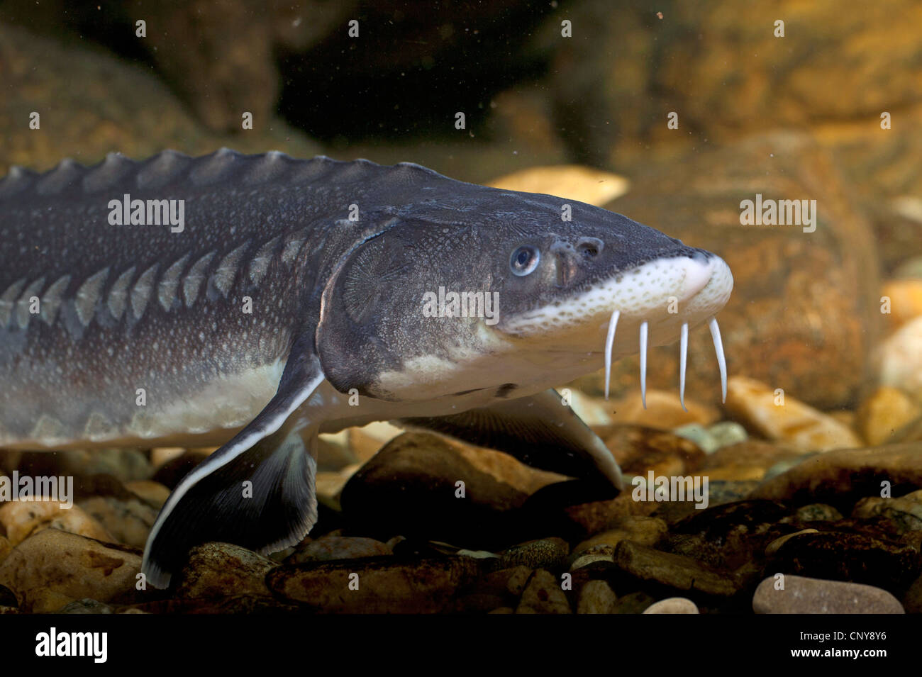 AdriaStör (Acipenser Naccarii), auf den Kies Boden eines Wassers