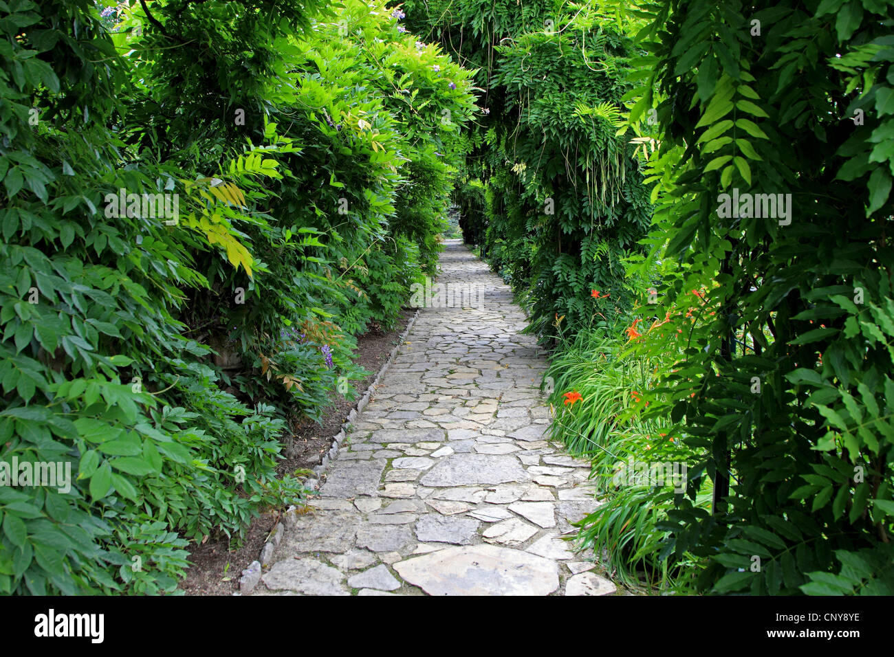 Blauregen allee -Fotos und -Bildmaterial in hoher Auflsung  Alamy