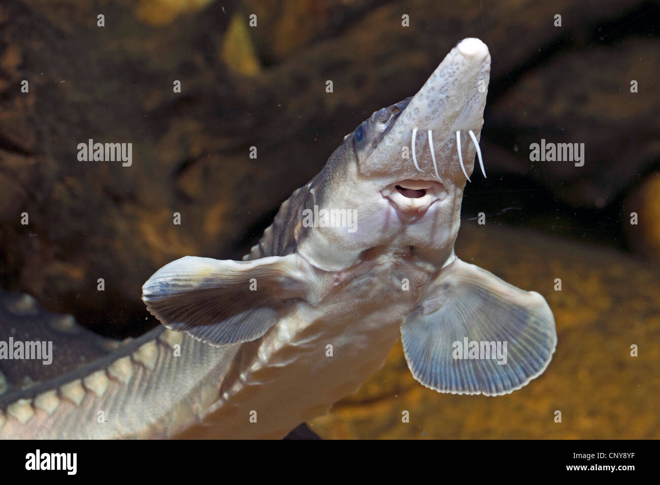 Atlantischen Stör (Acipenser Oxyrhynchus), Porträt-Fisch von unten Stockfoto