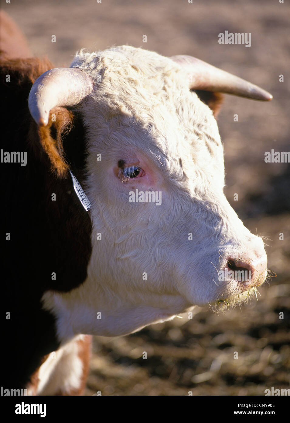 Porträt eines einzigen Hereford Rinder Bullen auf einer Gallatin Valley Ranch, Sommer, Gallatin County, Montana, USA Stockfoto