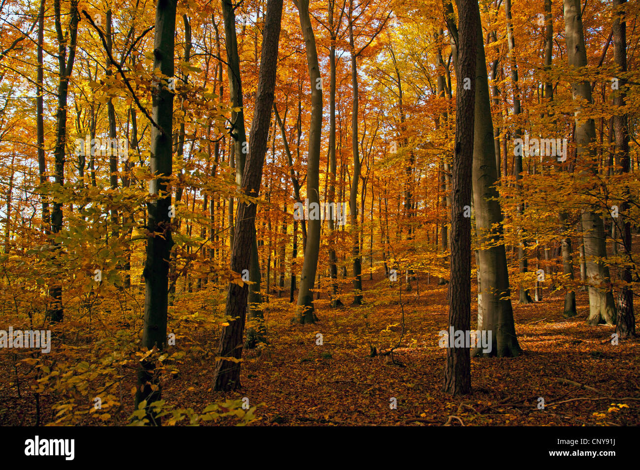 Rotbuche (Fagus Sylvatica), Buchenwald im Herbst, Deutschland, Bayern Stockfoto