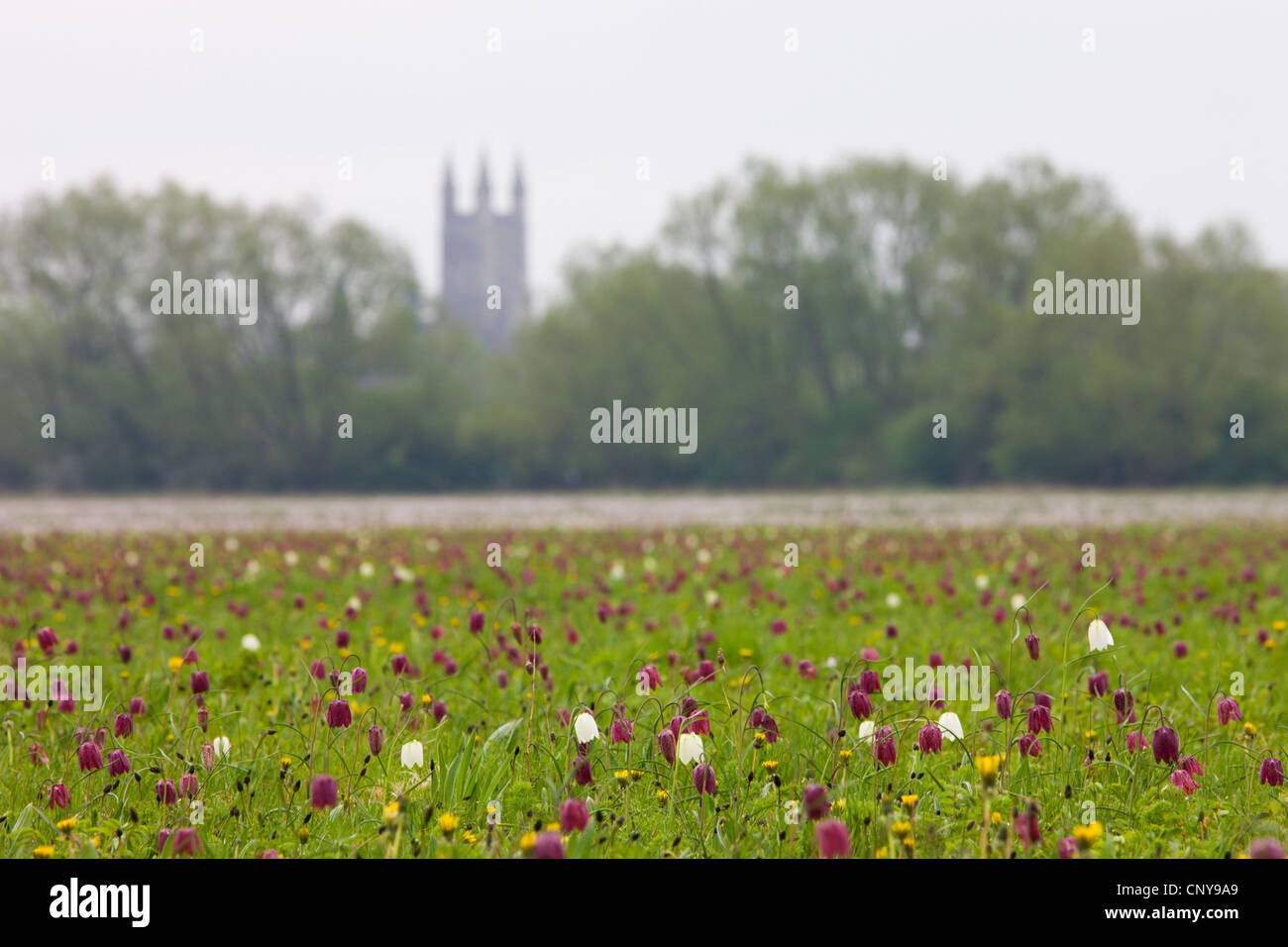 Schlange den Kopf Fritillary (Fritillaria Meleagris) Wildblumen im Norden Wiese National Nature Reserve, Cricklade, Wiltshire. Stockfoto