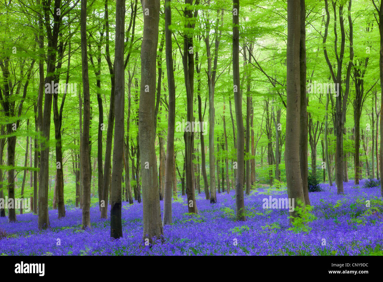 Teppich aus Glockenblumen Wildblumen wachsen in dem Buche Wald in West Woods, Lockeridge in der Nähe von Marlborough, Wiltshire Stockfoto