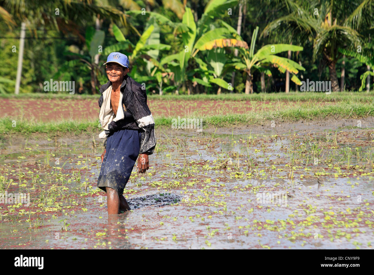 Ältere balinesischen Mann, in seiner überschwemmten Reisfelder. In der Nähe von Ubud, Bali, Indonesien Stockfoto