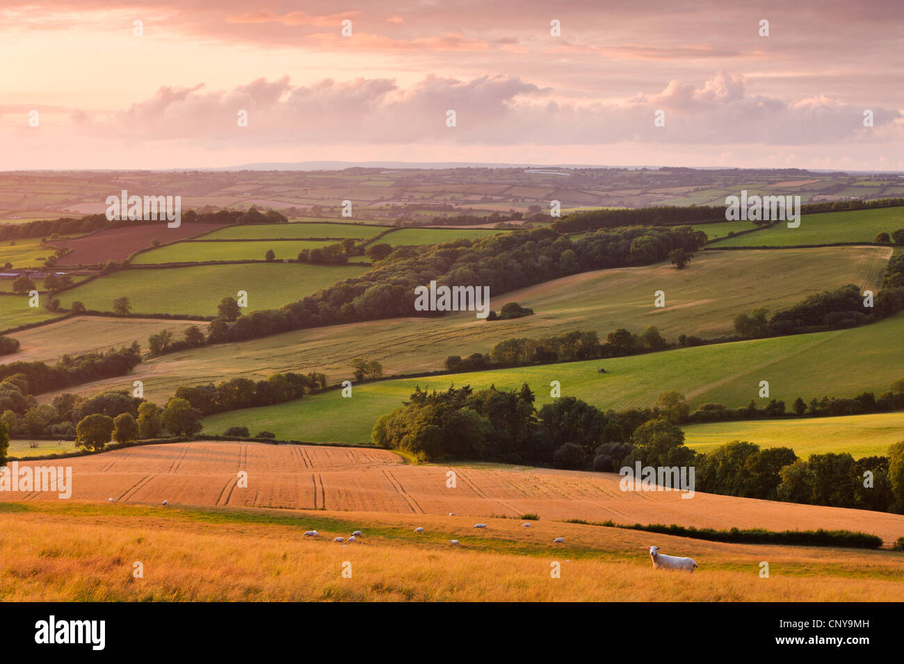 Grasende Schafe und Ernte Felder in der Nähe von Stockleigh Pomeroy, Mitte Devon, England. Sommer (Juli) 2009 Stockfoto