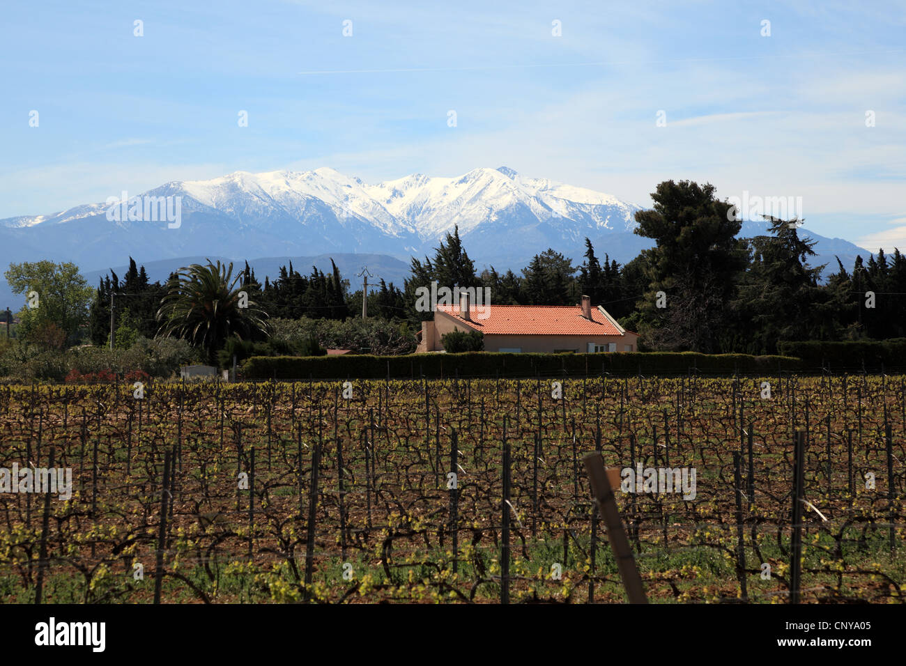 Weinberg und Pyrenäen Gebirge in Languedoc-Roussillon, Frankreich Stockfoto