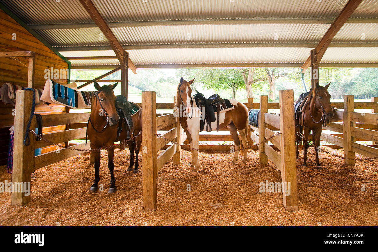 Pferdeställe in der Lodge bei Chaa Creek, belize Stockfoto
