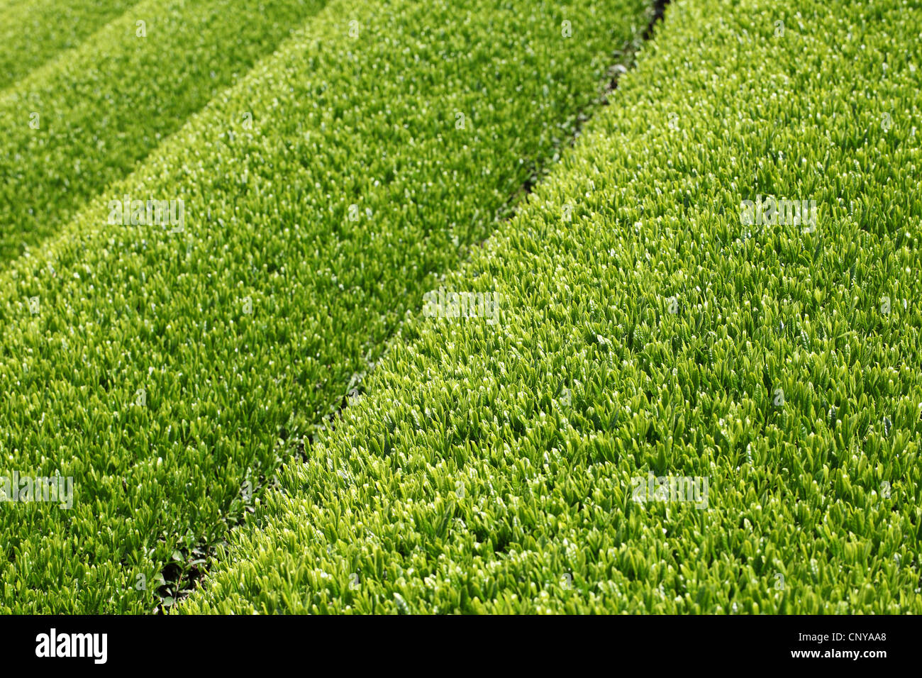 Grüner Tee-Plantage Stockfoto