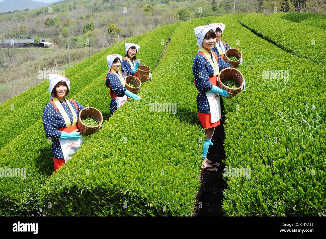 Frauen, die Teeblätter ernten Stockfoto