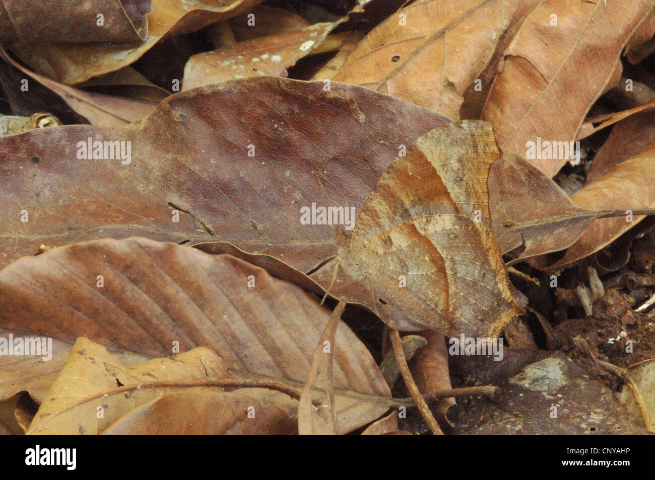 Getarnte gemeinsamen Abend braun Schmetterling (Melanitis Leda) in einem thailändischen Wald Stockfoto