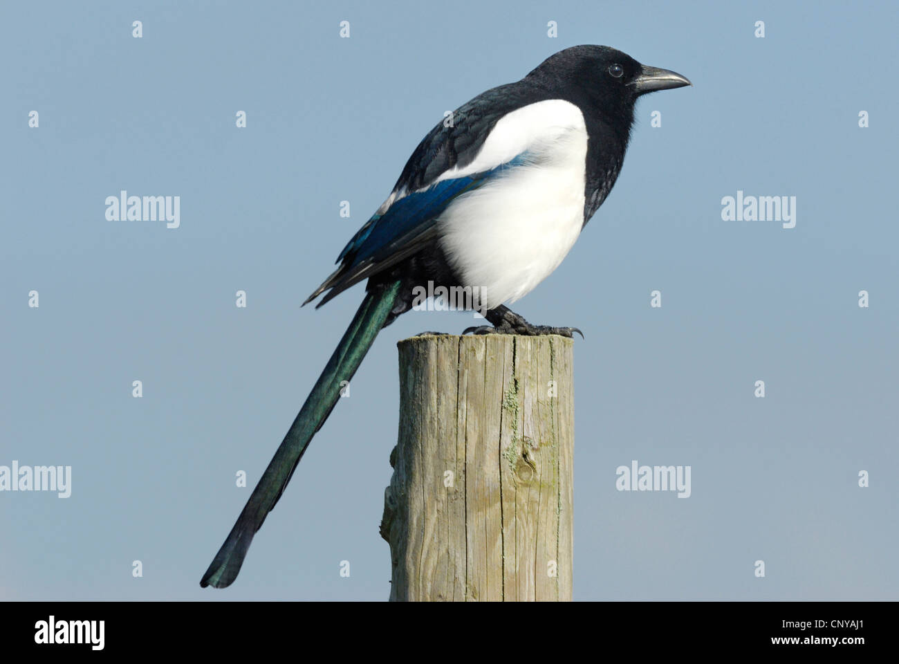 Europäische Elster (Pica Pica) sitzen auf einem Pfosten in Qualitätsorientierung National Nature Reserve, Wales, Großbritannien. Oktober 2011. Stockfoto