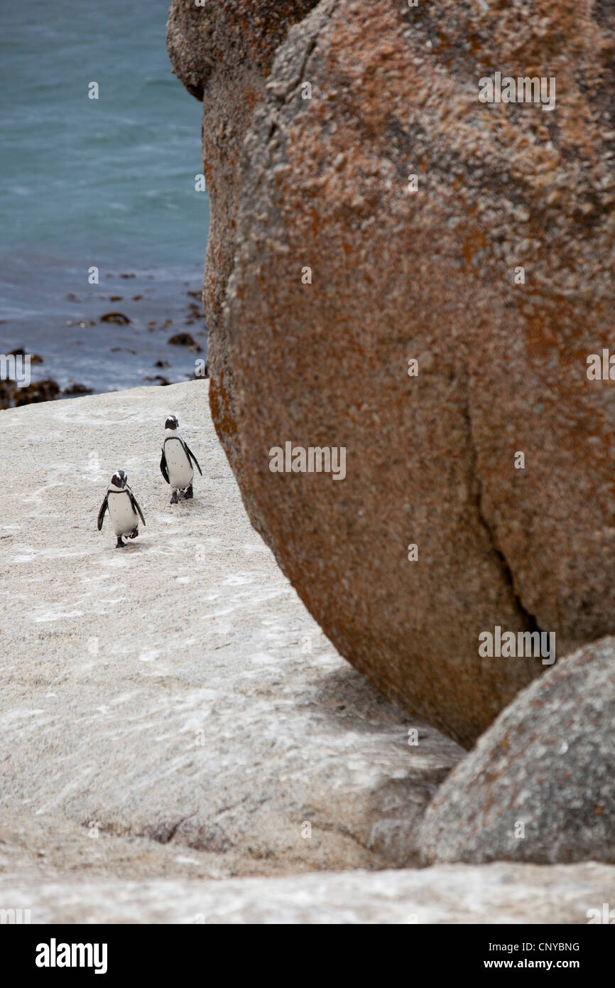Afrikanische Pinguin zu Fuß unter die Felsbrocken am Boulders Beach, Simons Town, Südafrika. Stockfoto