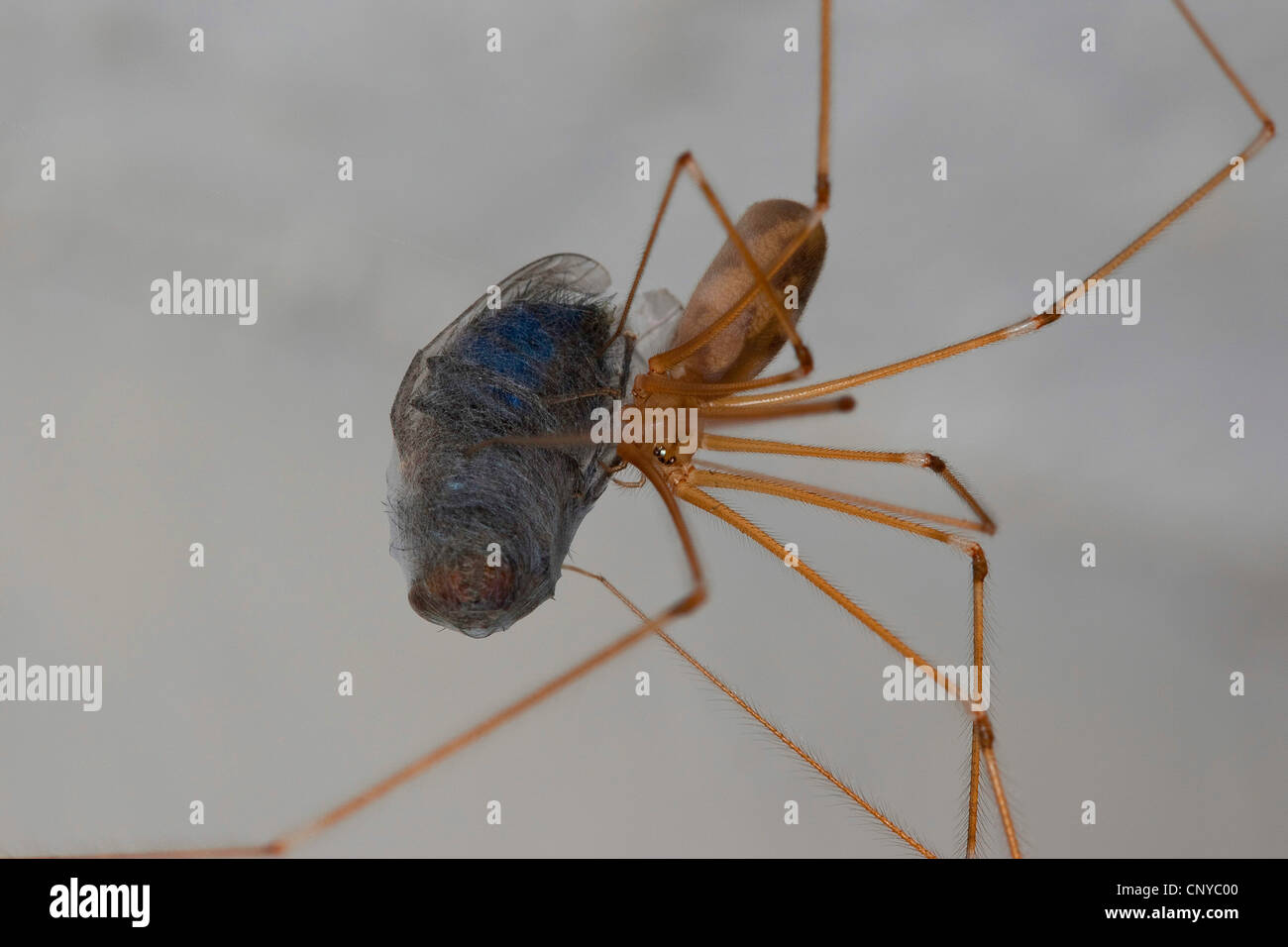 Lange-bodied Keller Spinne, Longbodied Keller Spinne (Pholcus Phalangioides), mit einem Gefangenen und eingewickelt Schmeißfliege, Deutschland Stockfoto