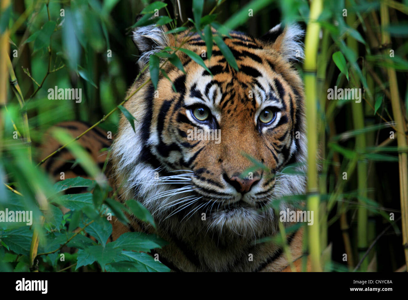 Sumatra-Tiger (Panthera Tigris Sumatrae), Blick aus Bambushain, Porträt Stockfoto