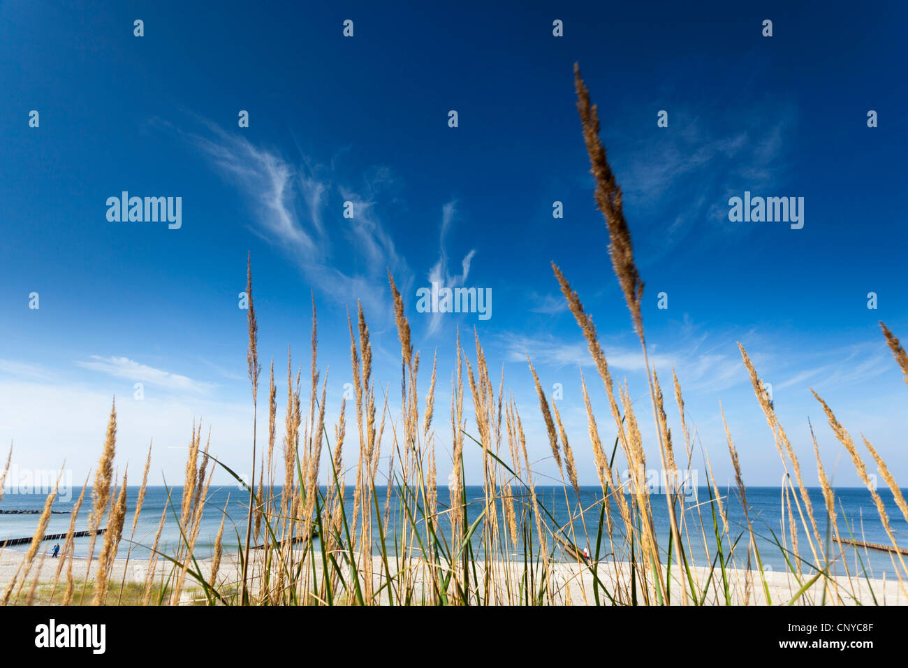 Strandhafer, Europäische Strandhafer, Dünengebieten Grass, Psamma, Meer Sand-Reed (Ammophila Arenaria) Dünen an der Ostsee, Deutschland, Mecklenburg-Vorpommern, Darß, Halbinsel Darß Ahrenshoop Stockfoto