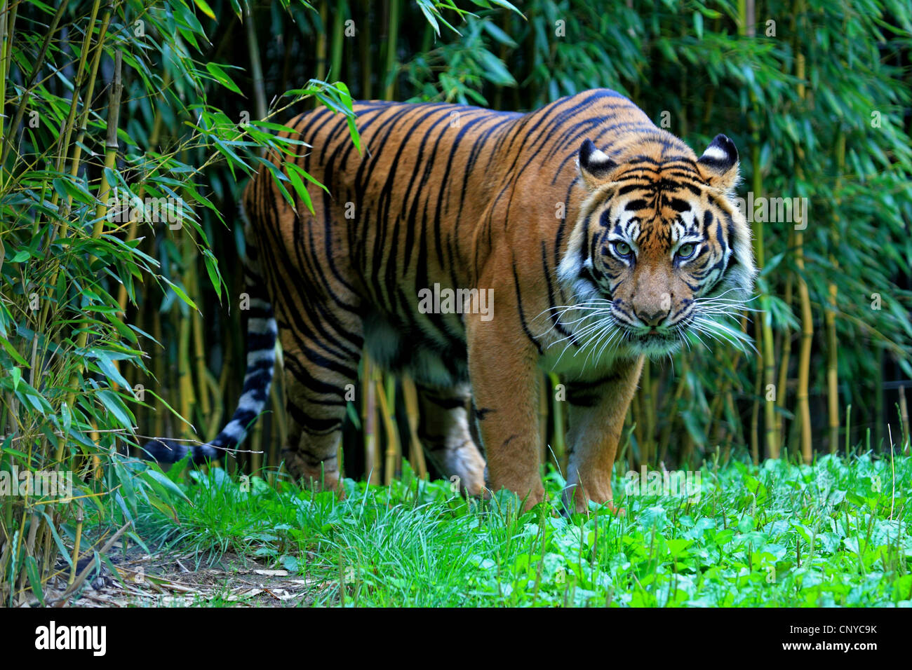 Sumatra-Tiger (Panthera Tigris Sumatrae), am Rande der Bambushain Stockfoto