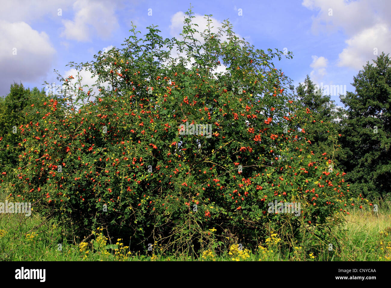 Hundsrose (Rosa Canina), Fruchtbildung, Deutschland Stockfoto