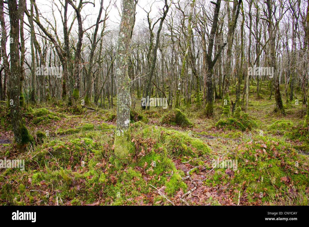 Holz der Cree in Galloway, Schottland Stockfoto