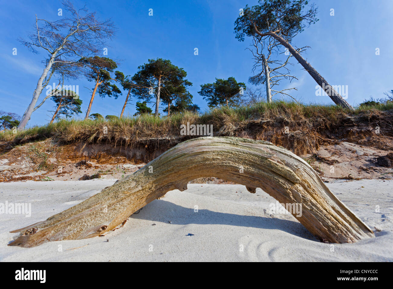 Föhre, Scots Kiefer (Pinus Sylvestris), am Sandstrand, Deutschland, Mecklenburg Vorpommern, Darß, Prerow Stockfoto