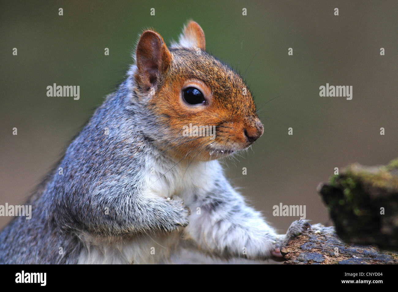 Ein graues Eichhörnchen von einem Baumstumpf UK Stockfoto
