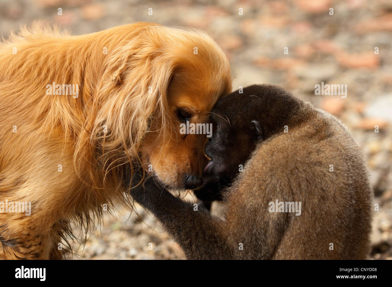 gemeinsamen wollige Affen, Humboldts wollige Affen (Lagothrix Lagotricha), zähmen Tier streicheln eines Hundes Stirn an Stirn, Ecuador, Pastaza Stockfoto