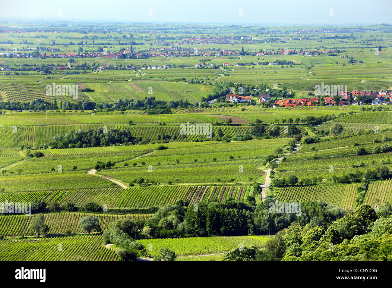 Überblick über Weinbau Distrinct und Siedlungen der Pfalz, Deutschland, Rheinland-Pfalz, Neustadt Stockfoto