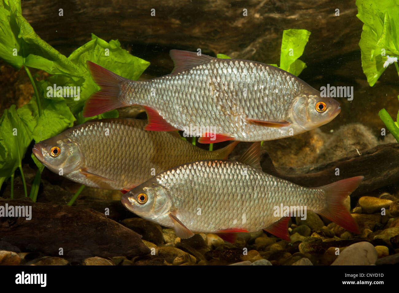 Rotfeder (Scardinius Erythrophthalmus), drei Fische auf den Kies Boden eines Wassers Stockfoto