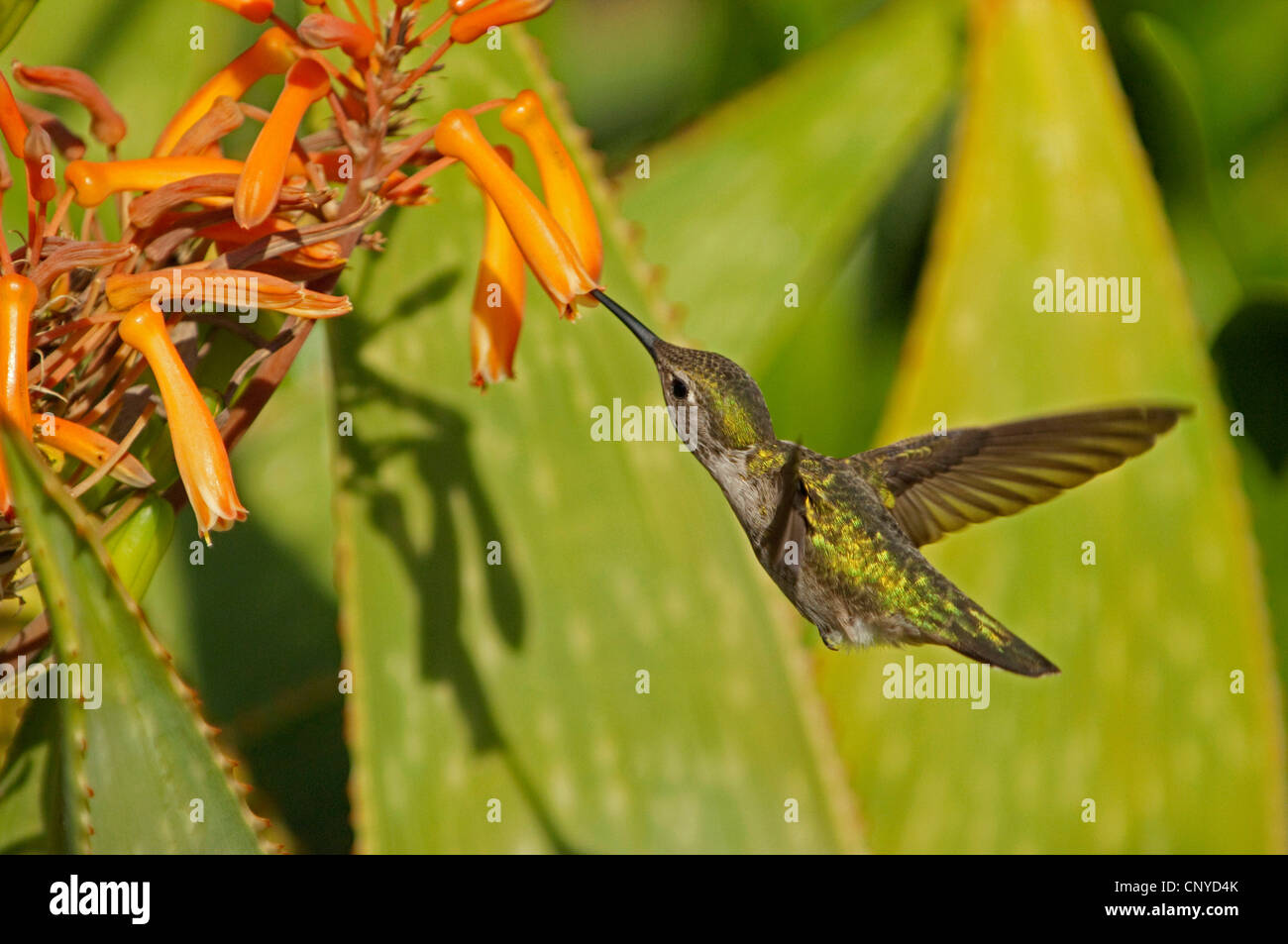 Kolibri ernähren sich von Nektar der eine orangefarbene Blume, USA, California Stockfoto