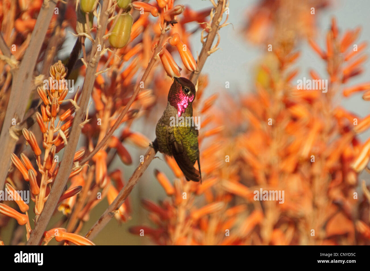 Annas Kolibri (Calypte Anna), männliche ernähren sich von Nektar der Blume, USA, Kalifornien Stockfoto