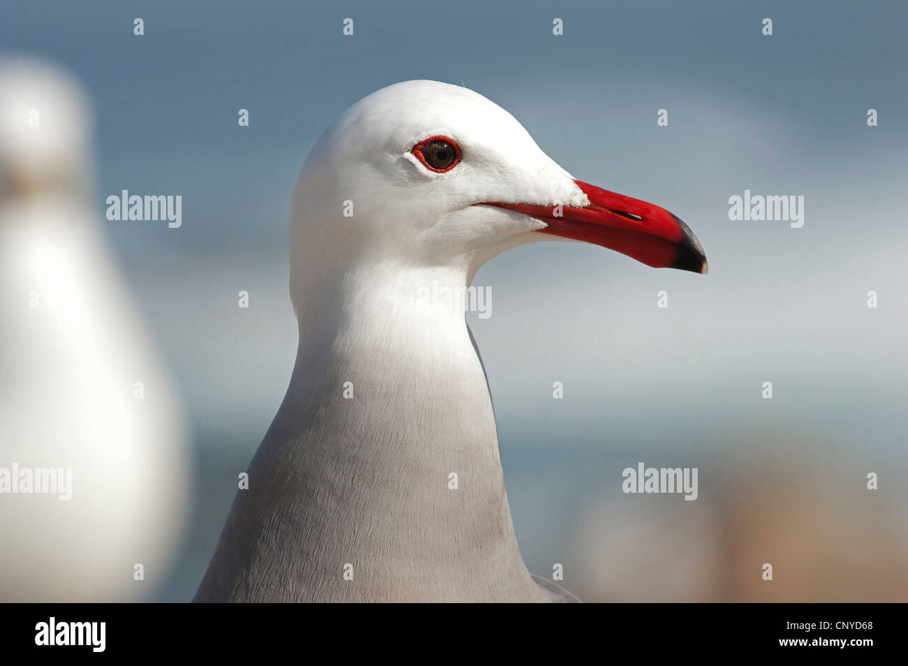 Heermann Möwe (Larus Heermanni), Porträt, USA, Kalifornien Stockfoto