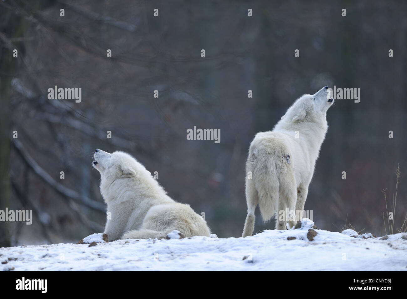 Wolf heulen Fotos und Bildmaterial in hoher Auflösung Alamy