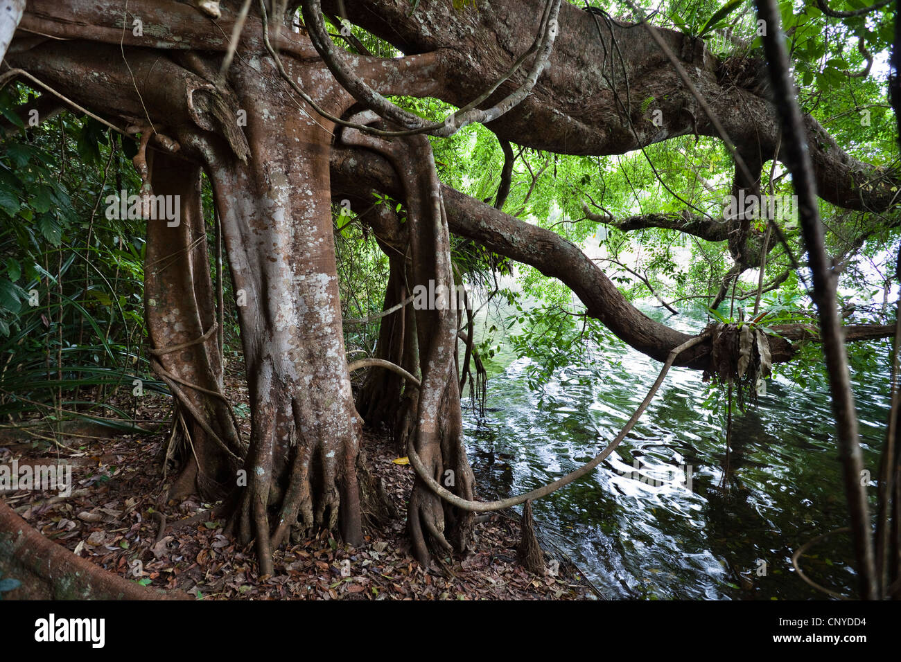 Weiße Figur, Würger Feigenbaum (Ficus Virens), am Ufer des Lake Eacham, Australien, Queensland, Atherton Tablelands, Crater Lake Nationalpark Stockfoto