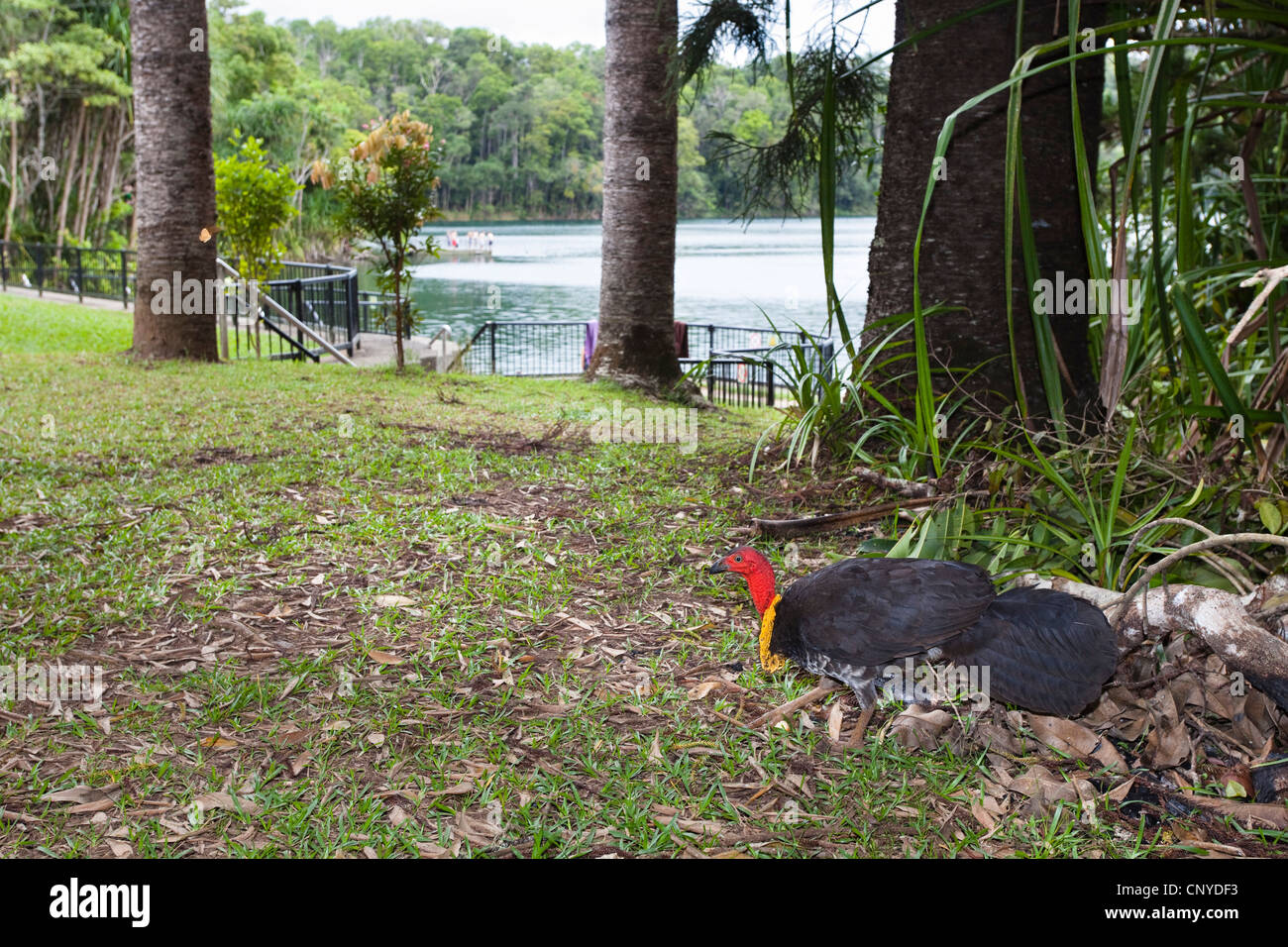 Bürste Türkei (Alectura Lathami), männliche am Lake Eacham, Queensalnd, Atherton Tablelands, Crater Lake Nationalpark Stockfoto