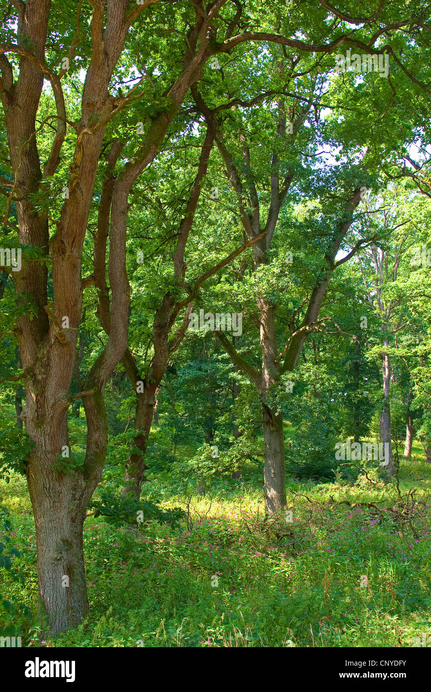 Eiche (Quercus spec.), Niederwald, Deutschland, Niedersachsen, Naturpark Solling-Vogler Stockfoto