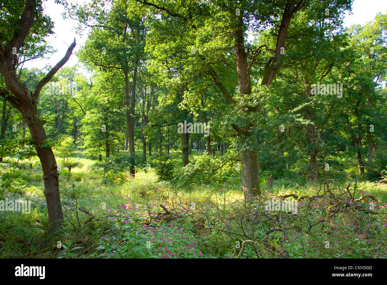 Eiche (Quercus spec.), Niederwald, Deutschland, Niedersachsen, Naturpark Solling-Vogler Stockfoto