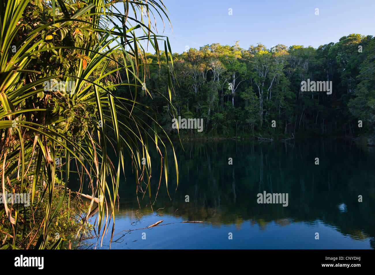 Lake Eacham, Australien, Queensland, Crater Lake Nationalpark Stockfoto