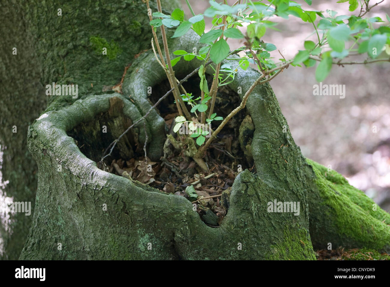 bonsai workshop berlin Bonsai Workshop main image 1
