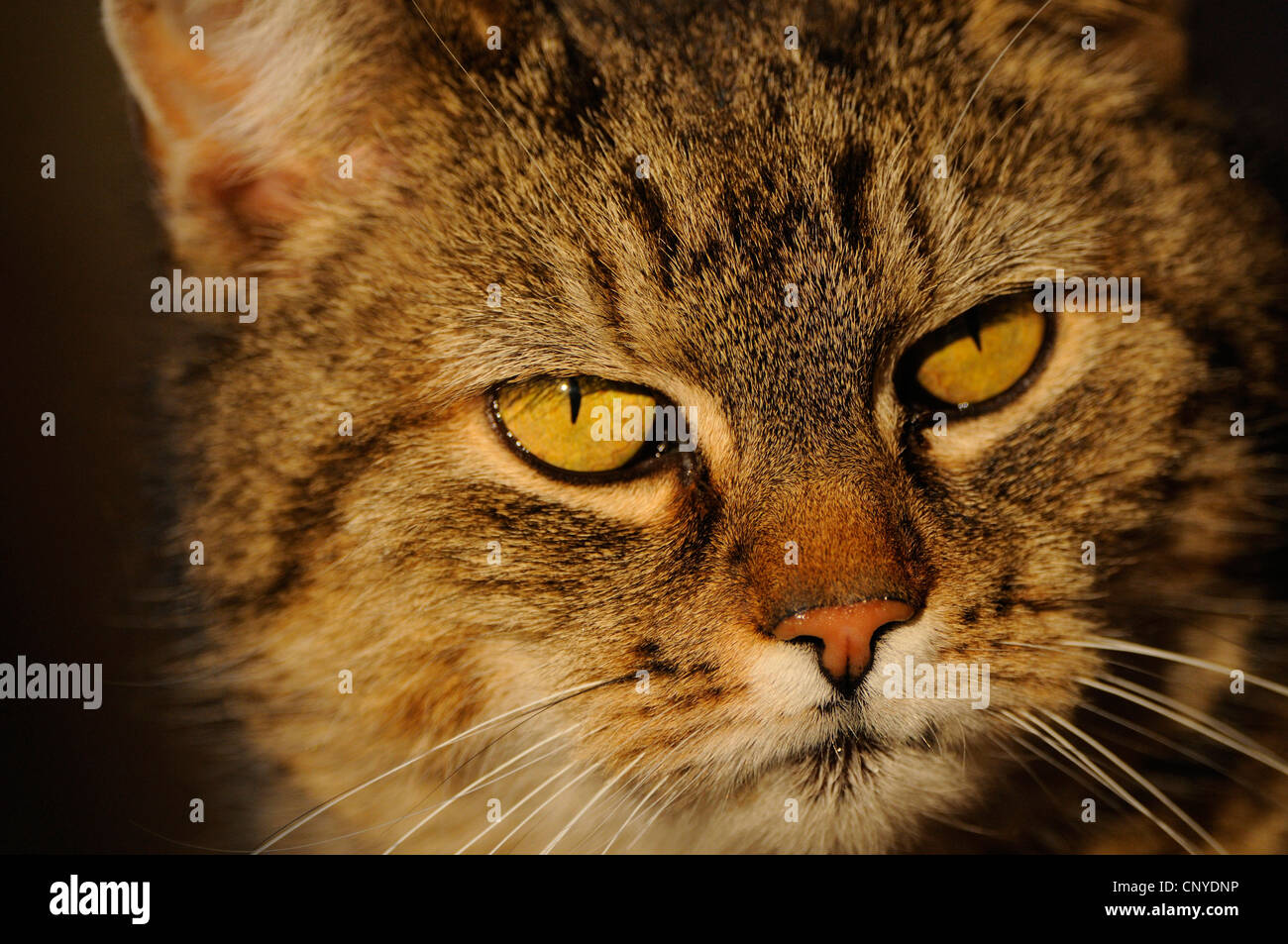 Hauskatze, Hauskatze (Felis Silvestris F. Catus), portrait Stockfoto