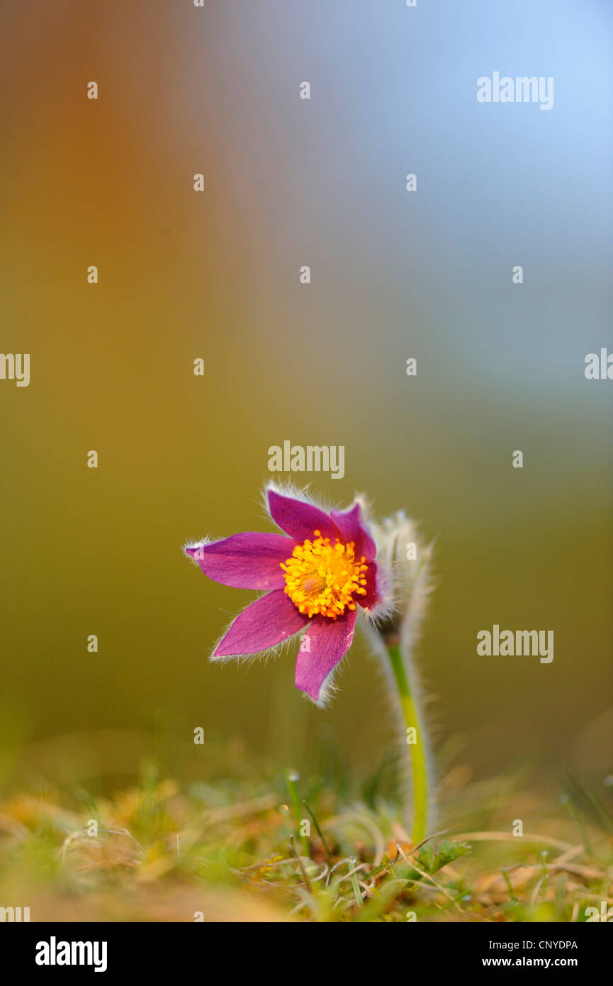 Kuhschelle (Pulsatilla Vulgaris), blühen, Deutschland, Bayern Stockfoto