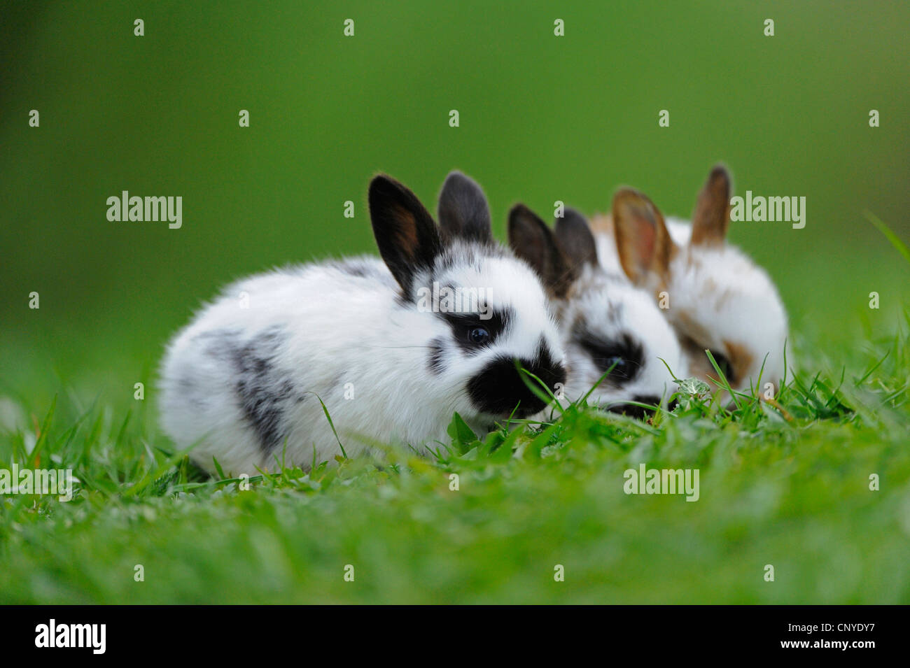 Hauskaninchen (Oryctolagus Cuniculus F. Domestica), gebeizt drei Kaninchen sitzen in der Wiese Stockfoto