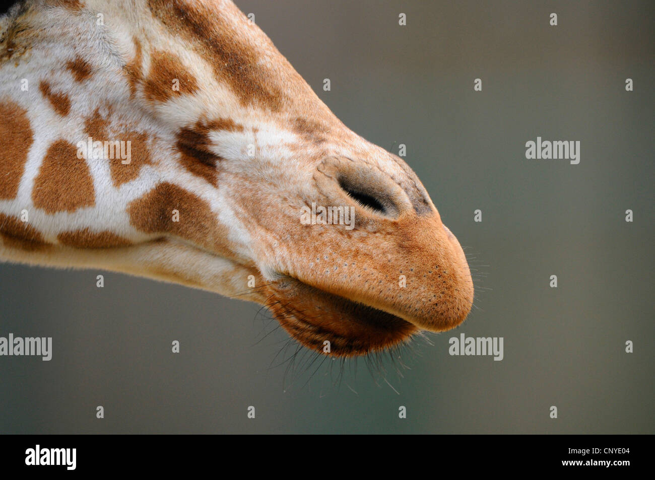 retikuliert Giraffe (Giraffa Plancius Reticulata), Nahaufnahme des Mauls Stockfoto